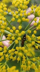 Ctenichneumon hermaphroditus