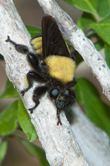Laphria macquarti