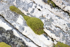 Hypodontium pomiforme