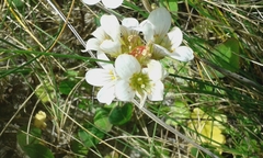 Saxifraga granulata