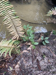 Euonymus occidentalis