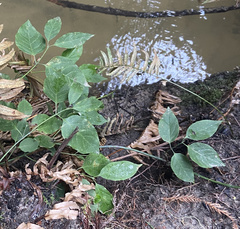 Euonymus occidentalis