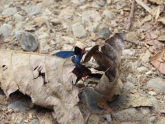 Psoloptera thoracica
