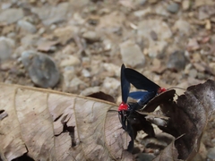 Psoloptera thoracica
