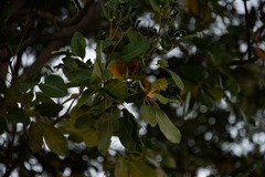 Tabebuia heterophylla