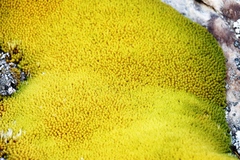 Hypodontium pomiforme