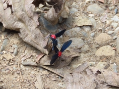 Psoloptera thoracica