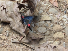 Psoloptera thoracica