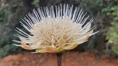 Protea caffra falcata