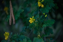 Senna bicapsularis