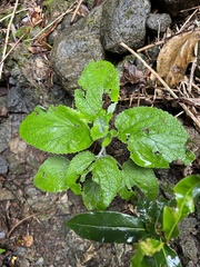 Sideritis macrostachyos
