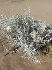 Senecio bergii