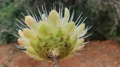 Protea caffra falcata