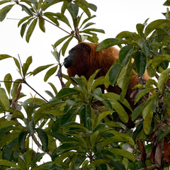 Alouatta macconnelli