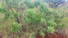 Protea caffra falcata