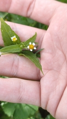 Image of Galinsoga parviflora