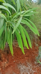 Protea caffra falcata