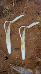 Protea caffra falcata