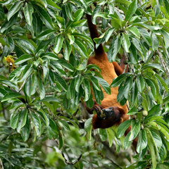 Alouatta macconnelli