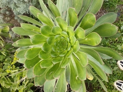 Aeonium urbicum image