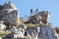 Widdringtonia nodiflora