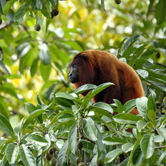 Alouatta macconnelli
