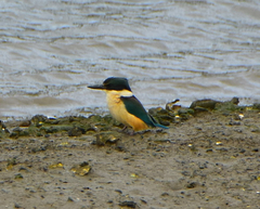 Todiramphus sanctus vagans