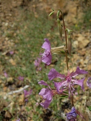 Clarkia borealis borealis