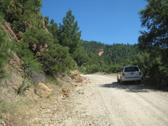 Clarkia borealis borealis