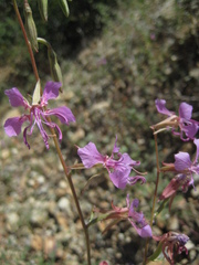 Clarkia borealis borealis