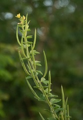 Cleome viscosa