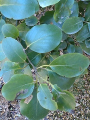 Griselinia
