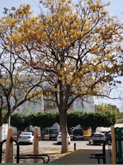 Handroanthus guayacan