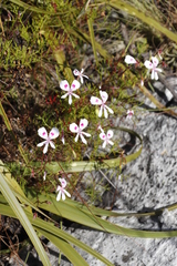 Pelargonium divisifolium