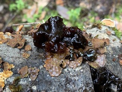 Phaeotremella frondosa