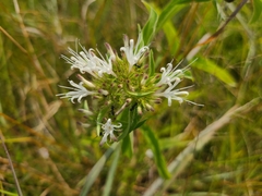 Virectaria