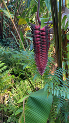 Heliconia