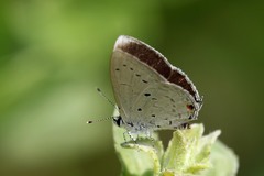 Eicochrysops hippocrates