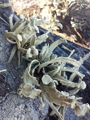 Ramalina siliquosa