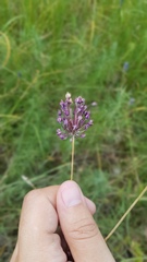 Allium rotundum