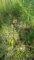 Fritillaria ruthenica