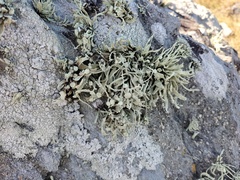Ramalina siliquosa
