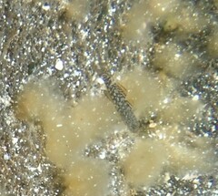 Bathygobius cocosensis