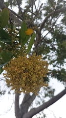 Laurus novocanariensis