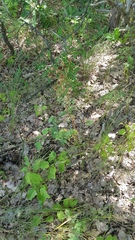 Tanacetum corymbosum