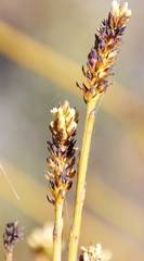 Thesium spicatum