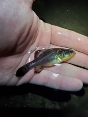 Aphredoderus sayanus