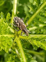 Cyphocleonus armitagei