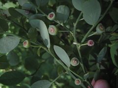 Vaccinium shastense shastense