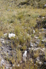 Thesium spicatum
